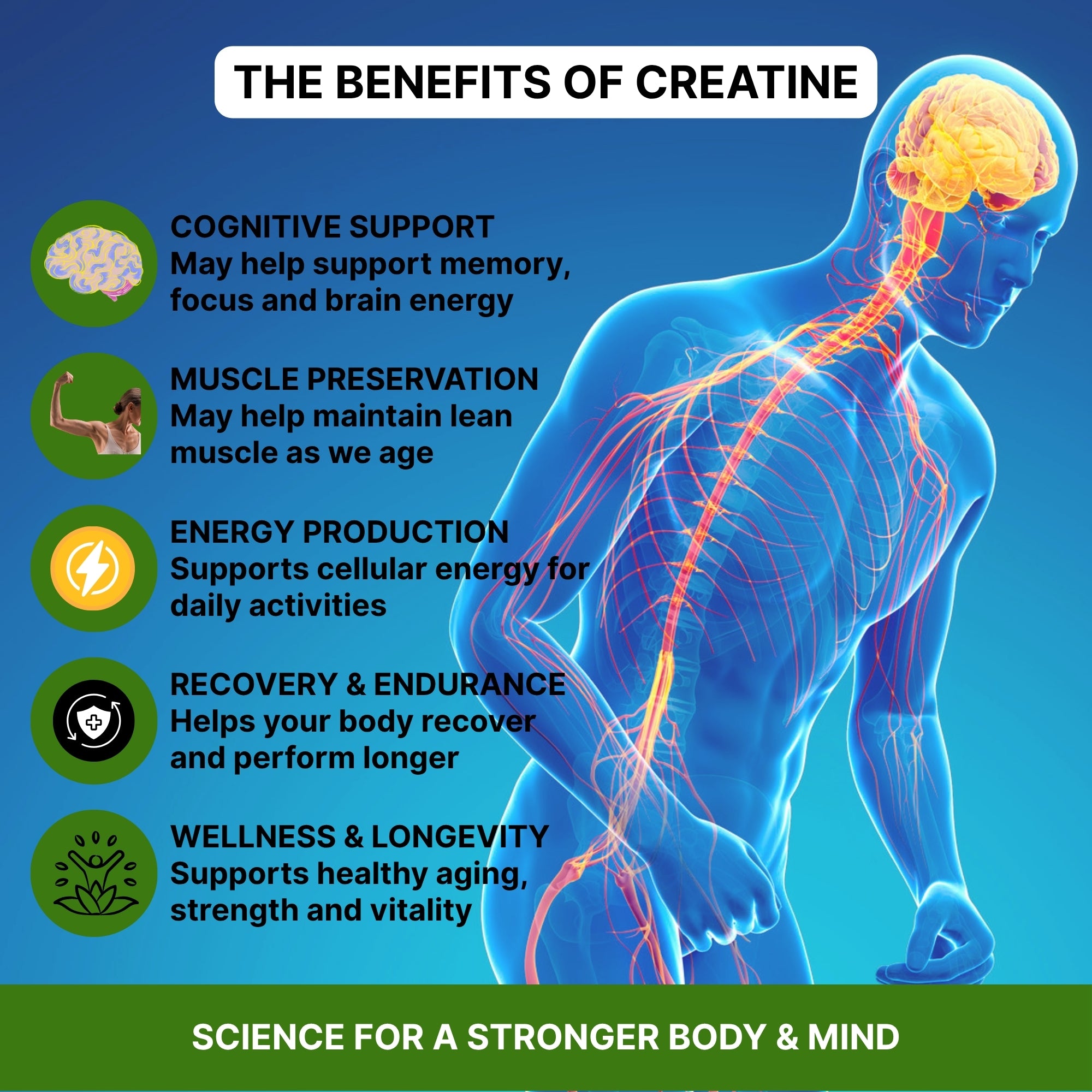 Creatine Monohydrate Powder – 100% Pure Micronized Creatine | 300g